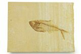 Detailed Fossil Fish (Diplomystus) - Wyoming #369449-1